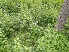 Ipomoea cordatotriloba