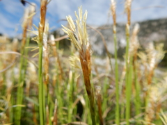 Carex geyeri