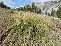 Carex geyeri