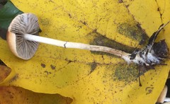 Leratiomyces squamosus