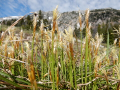 Carex geyeri