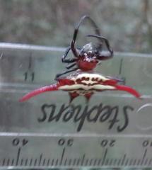 Gasteracantha versicolor