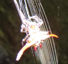 Gasteracantha versicolor