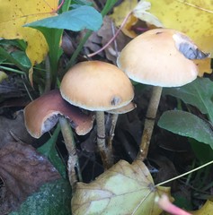 Leratiomyces squamosus