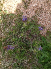 Lupinus bracteolaris