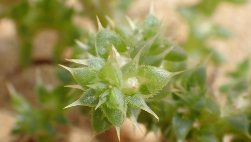 Salsola image