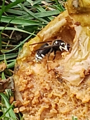 Dolichovespula maculata