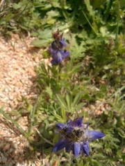 Lupinus bracteolaris