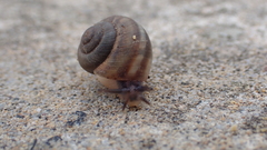 Plebecula nitidiuscula