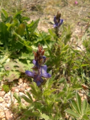 Lupinus bracteolaris