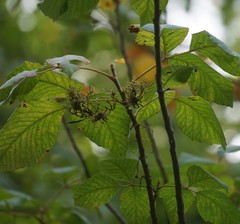 Eriophyes rhoinus