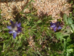 Lupinus bracteolaris