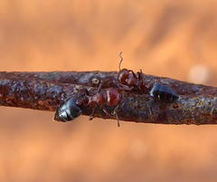 Crematogaster castanea