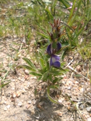 Lupinus bracteolaris