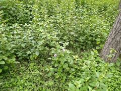 Ipomoea cordatotriloba