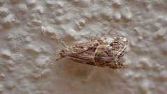 Euchromius cambridgei