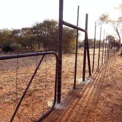 Crematogaster castanea