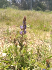 Lupinus bracteolaris