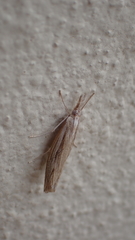Agriphila atlanticus