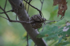 Callirhytis quercuscornigera
