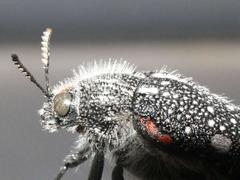 Julodis humeralis