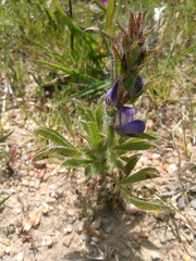 Lupinus bracteolaris