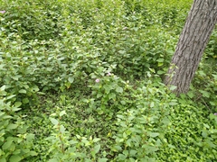 Ipomoea cordatotriloba