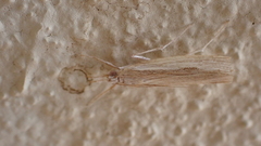 Agriphila atlanticus