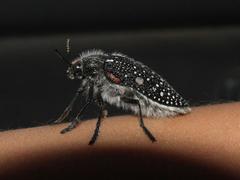 Julodis humeralis