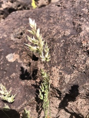 Poa fendleriana