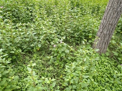 Ipomoea cordatotriloba