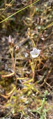 Drosera liniflora