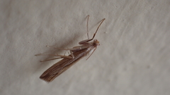 Agriphila trabeatellus