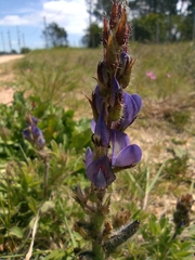 Lupinus bracteolaris