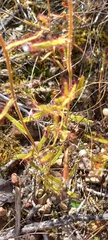 Drosera liniflora