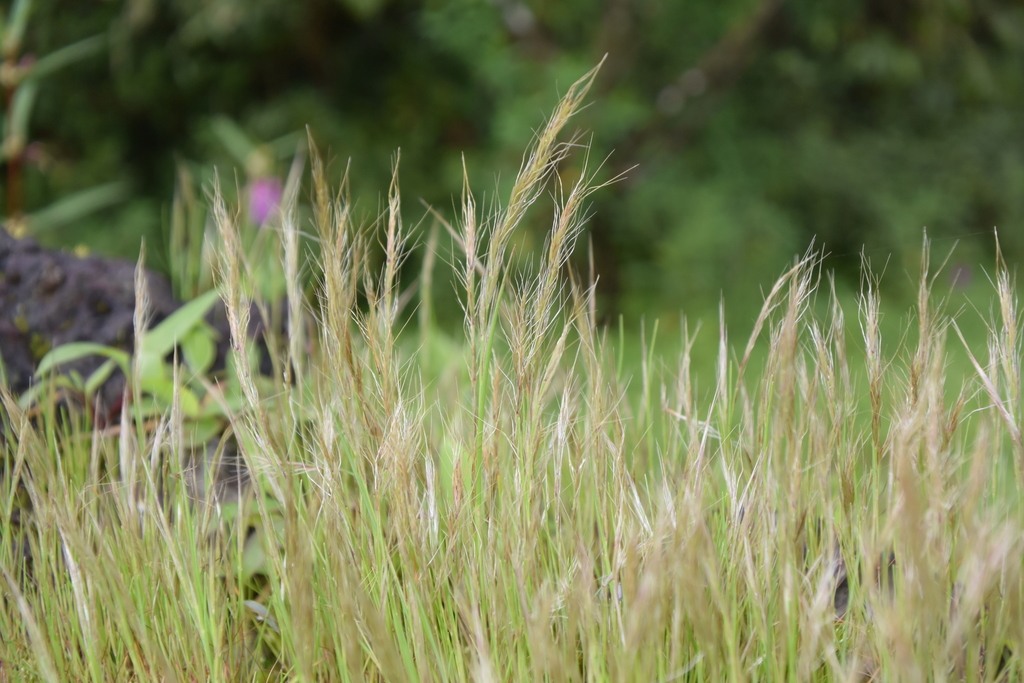 Indopoa
