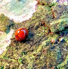 Derispia gibbosa