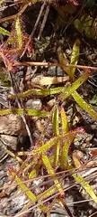 Drosera liniflora