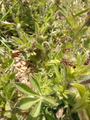 Lupinus bracteolaris