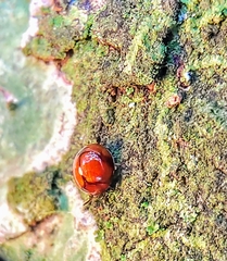 Derispia gibbosa