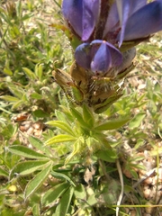 Lupinus bracteolaris