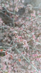 Eriogonum wrightii dentatum