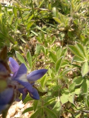 Lupinus bracteolaris