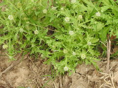 Acicarpha tribuloides