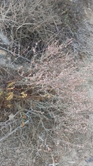 Eriogonum wrightii dentatum