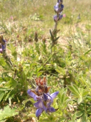 Lupinus bracteolaris