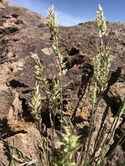 Poa fendleriana