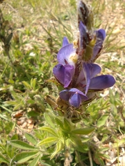 Lupinus bracteolaris