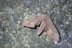Marumba cristata bukaiana