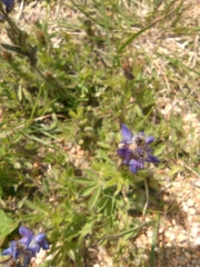 Lupinus bracteolaris
